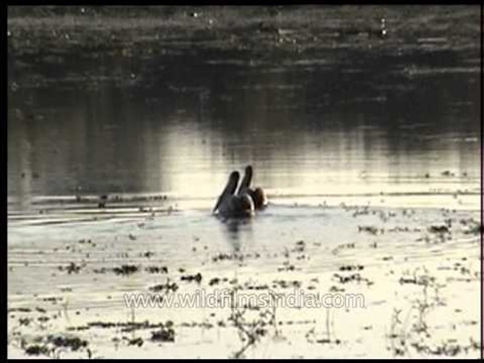 Pair of birds swimming at Kaziranga!