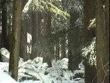 Deodar trees with melting snow, Manali