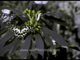 Ancient butterflies on Euphorbia plant indigenous to India