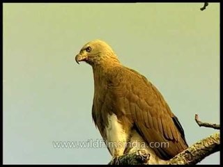 Grey-headed Fishing Eagle sits atop and keeps a close eye on its prey
