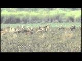 Herd of Swamp deer grazing in Kaziranga