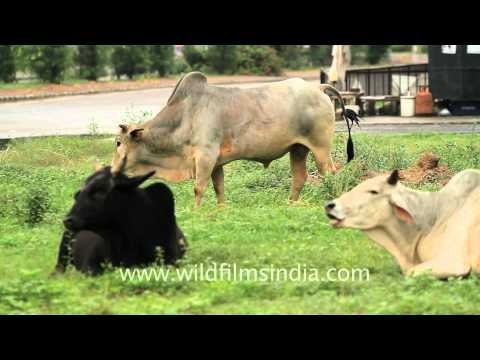 Greener pastures for cows outside the Maruti plant, Manesar