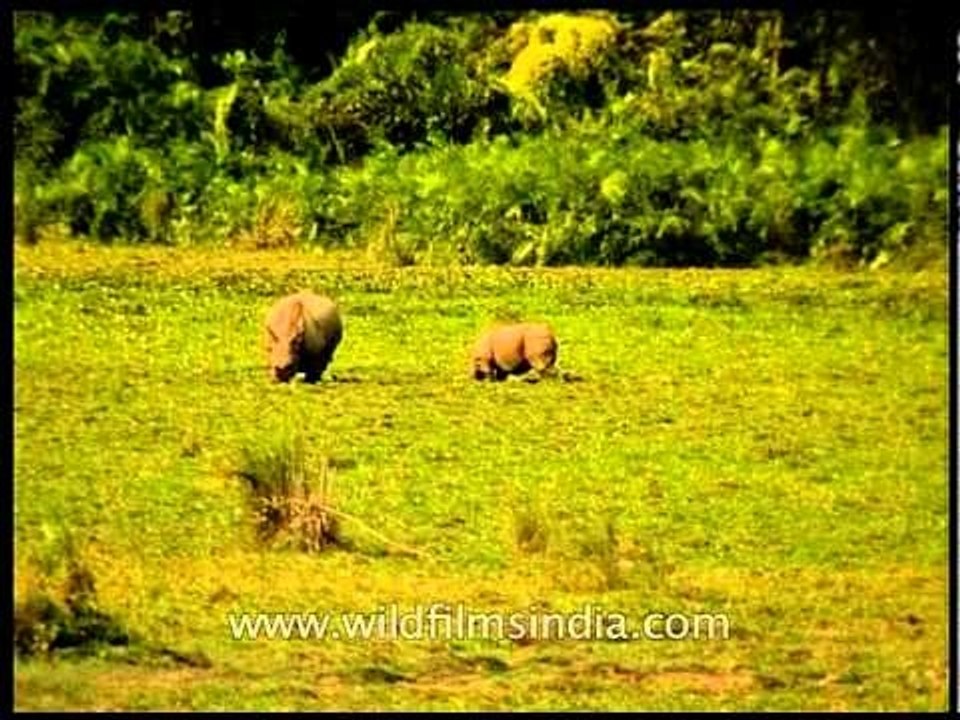 Grassland of Kaziranga with grazing Rhinos