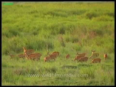 Barasingha love the green pastures of Kaziranga National Park