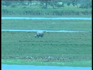 Kaziranga's one horned Rhino - wild and herbivorous!