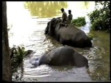Elephant dragging a dead elephant out of a river, Assam