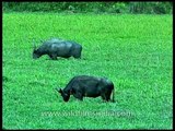 Green green grasses of Kaziranga and the indigenous One horned rhino!