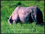 Chubby Asian one horned Rhino busy grazing grass