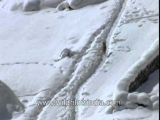 Happy fox finds its way and runs like a baby