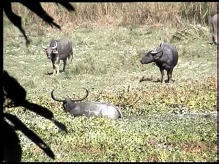 Herd of water buffalo at a marshland in Kaziranga