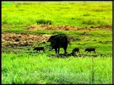 Wild boar flaunts her piglets while the Elephants watch