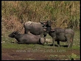 Herd of water buffaloes lazing around a beel