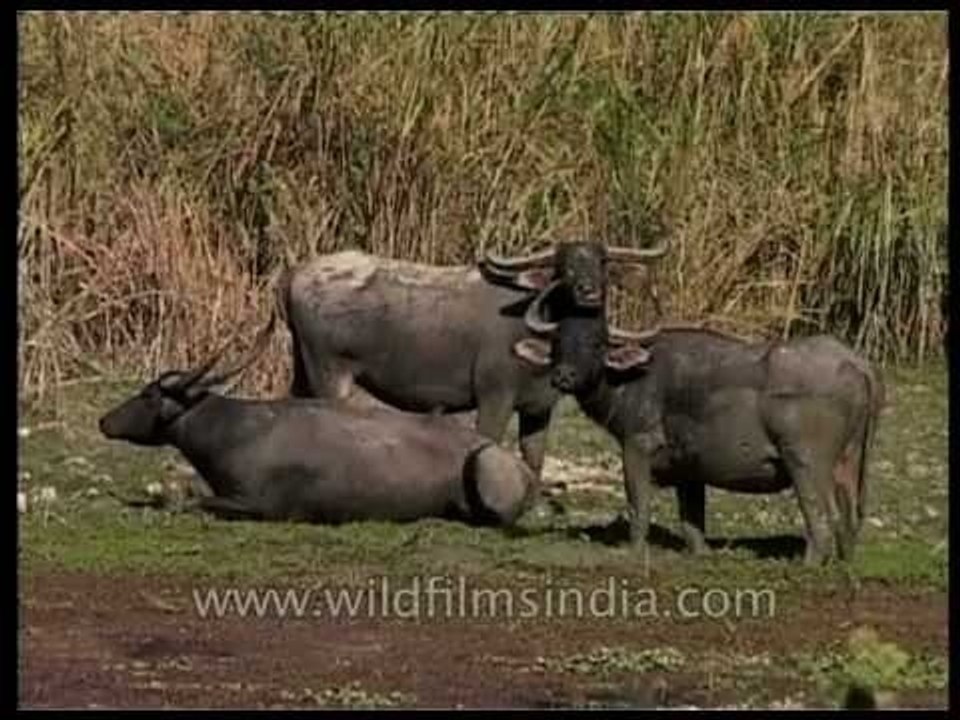 Herd of water buffaloes lazing around a beel