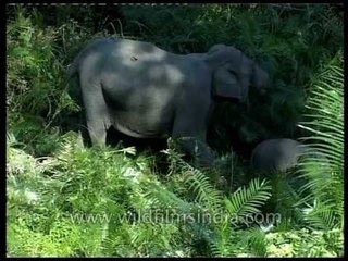 Baby elephant breast feeding from mother