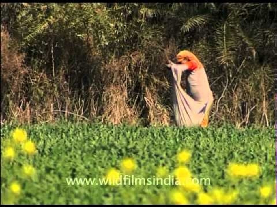 Women farmers work hard in India, Awagarh