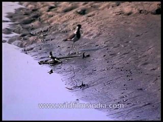 Red-wattled Lapwing by river-bank  in Kaziranga