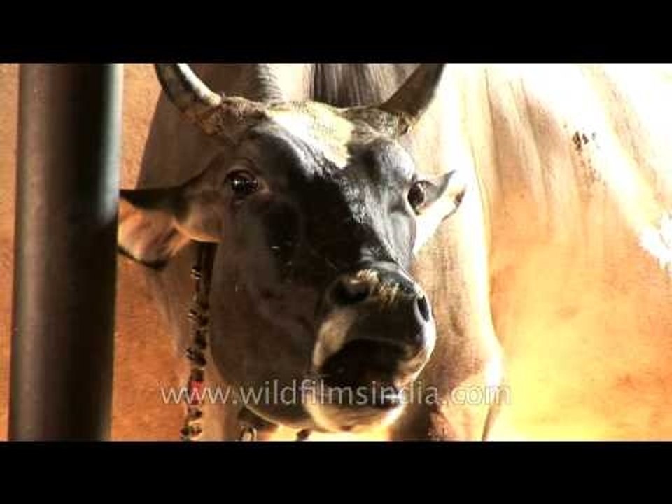 Cow chewing cud in Delhi