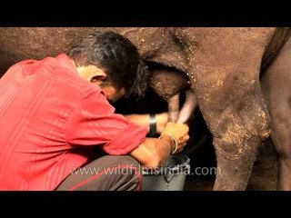 How to hand milk a buffalo in India