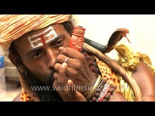 Indian sadhus on a high with chilams and dope