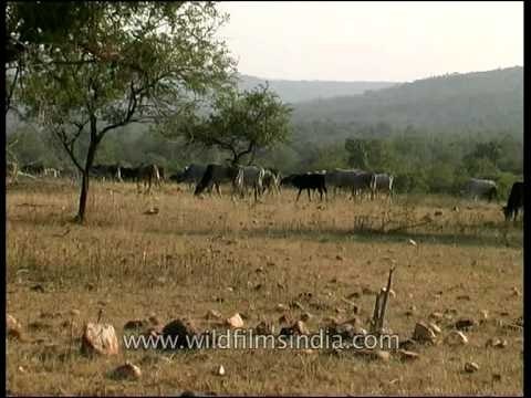 Domestic cattle invade the buffer zone of a national park
