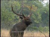 Sambhar stag at Panna