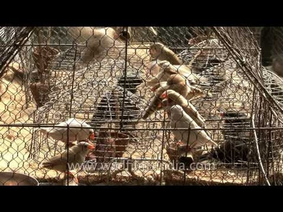Cries of caged animals at the Sonepur mela