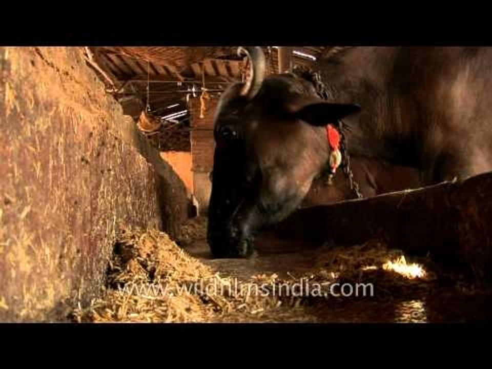 Cattle barn in Delhi