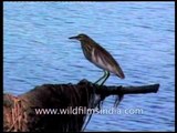 Pelicans in flight and Pond Heron or Paddy Bird