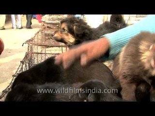 Puppies for sale in Sonepur cattle fair