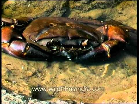 River Crab along Ken River in Panna National Park