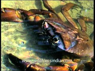 Giant crab in Panna National park