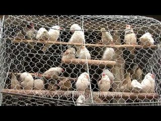 Buy best birds at the Sonepur mela!