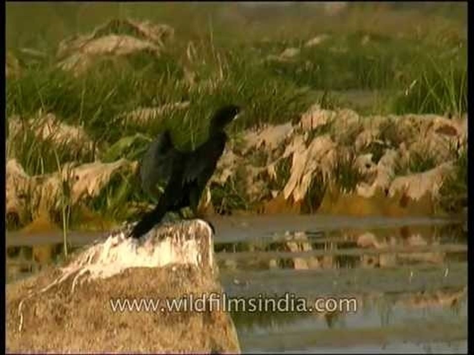 Indian Shag poops on a rock