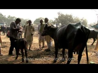 Cow tears - calf separated from mother at Sonepur Cattle fair
