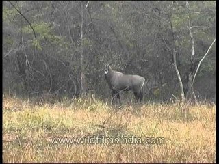 Nilgai or Bluebull in Panna, Madhya Pradesh
