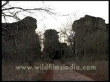 Stone paintings of the early man in Madhya Pradesh