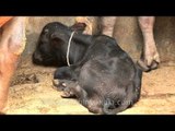 Fattened cows of a diary farm in Delhi