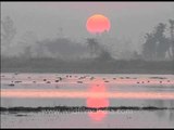Sarus crane - The early bird catches the beautiful sunrise