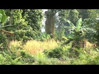 Hispid Hare habitat in Assam-Arunachal