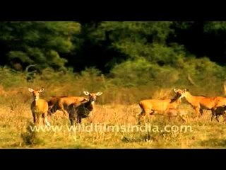 Keoladeo and Ranthambore