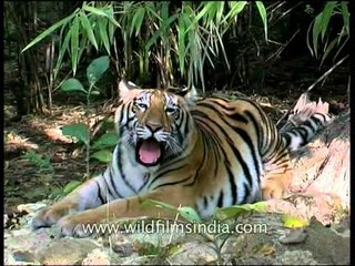 Face off with a Panna tiger before it was poached!