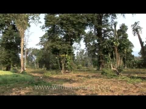 Woodland and grassland habitat of the endangered Hispid Hare