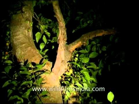 Asian palm civet (Paradoxurus hermaphroditus)