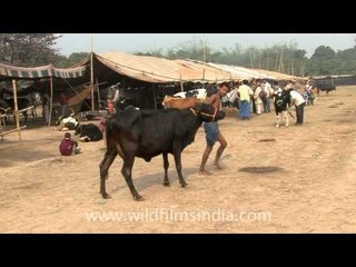 Children picking up cow dung at the Sonepur cattle fair, India