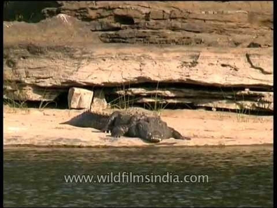 Crocodile with massive teeth in a central Indian river
