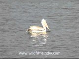 Spot-billed Pelican in Gujarat