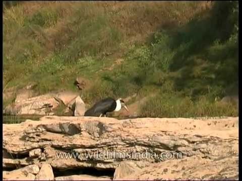 Woolly-necked Stork on Ken River