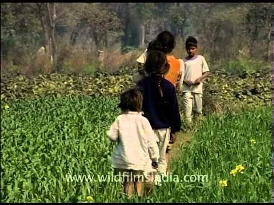 Mustard fields in Awagarh in Uttar Pradesh, Nor...