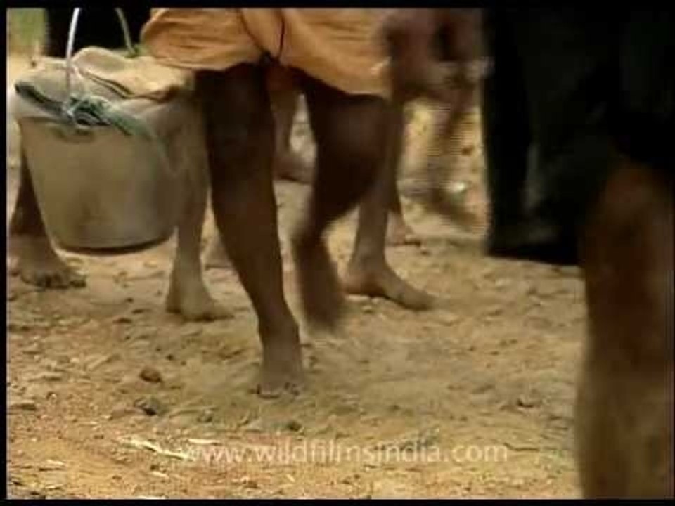 Lord Ayappans' devotees on a tough trek
