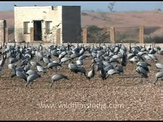 These wild Demoiselle Cranes for fed for charity in India